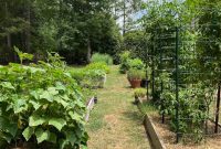 Raised Bed Revolution: Achieving Abundant Vegetable Harvests