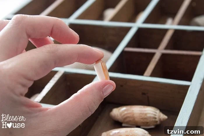 Securing shells into the DIY printer tray shadow box with Scotch mounting squares. A quick and easy coastal craft project.