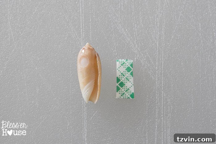 Close-up of a beautiful seashell, ready to be placed in the DIY printer tray shadow box. Natural beach treasures for home decor.