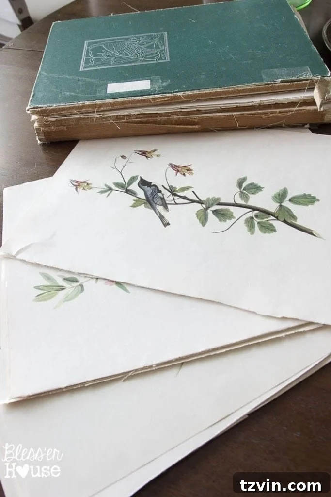 Botanical Blooms from Book Pages 7 Vintage Audubon Birds of America book for DIY botanical art