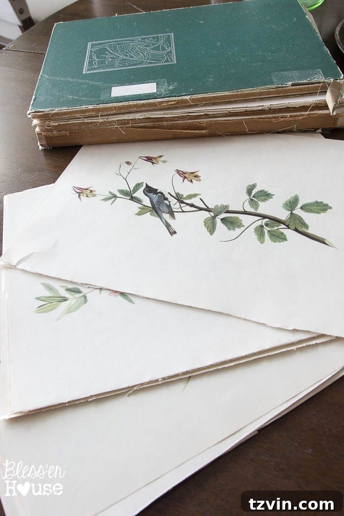 An open vintage 'Audubon Birds of America' book, revealing a beautifully illustrated page of a bird, ready to be repurposed into art.