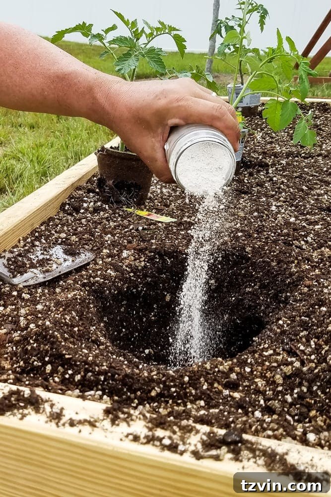 Raised Bed Revolution: Achieving Abundant Vegetable Harvests 14 pouring lime powder into plant holes before planting