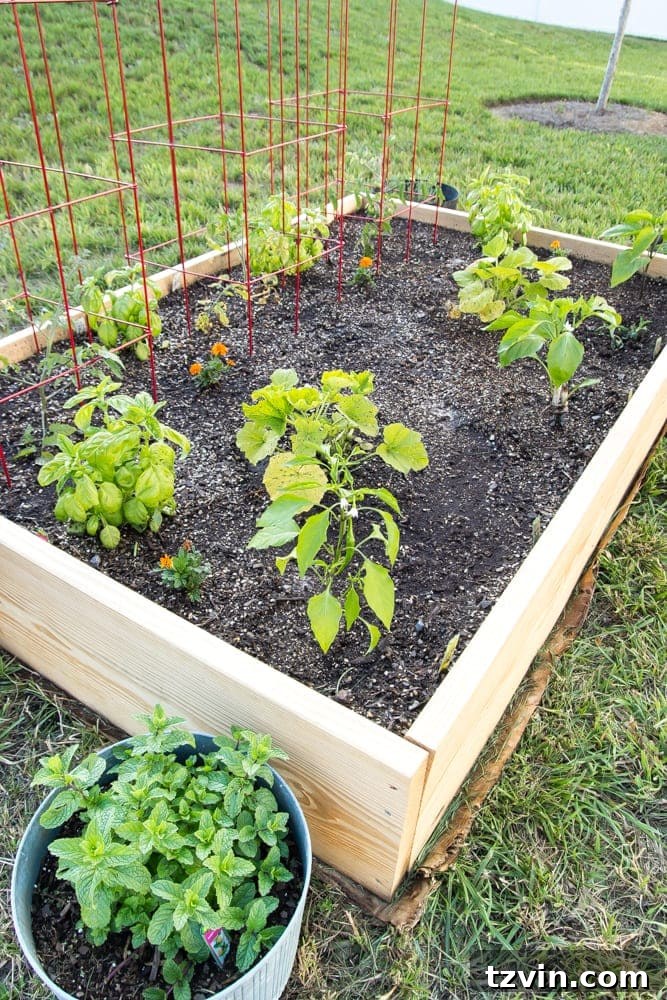 Raised Bed Revolution: Achieving Abundant Vegetable Harvests 19 a newly built raised bed vegetable garden in a backyard with basil, tomatoes, peppers, mint, summer squash, and zucchini