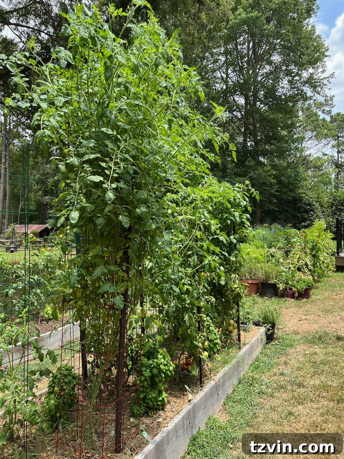 Raised Bed Revolution: Achieving Abundant Vegetable Harvests 21 high yield raised bed vegetable garden in a backyard