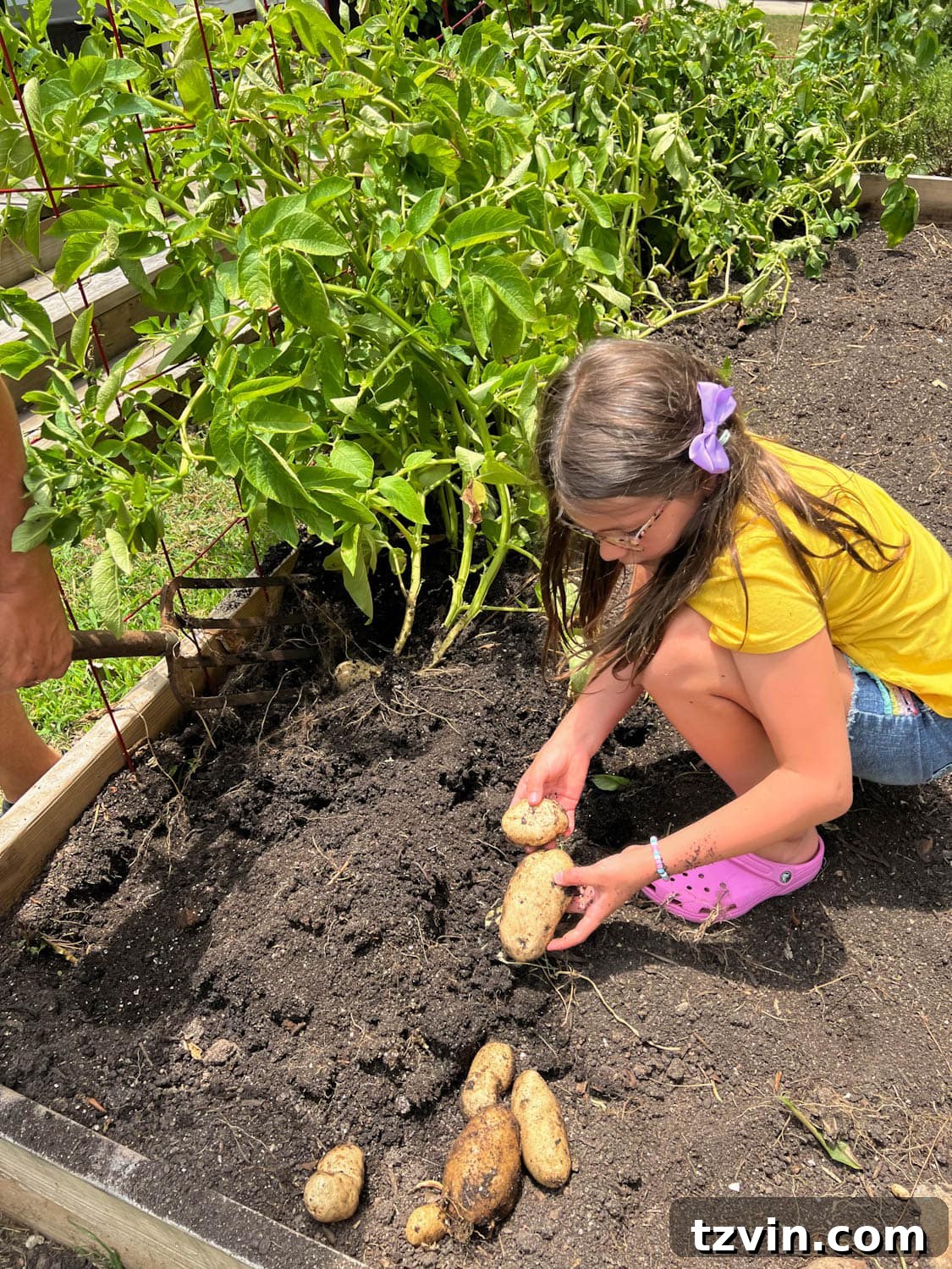 Raised Bed Revolution: Achieving Abundant Vegetable Harvests 5 little girl harvesting potatoes from a backyard raised bed vegetable garden