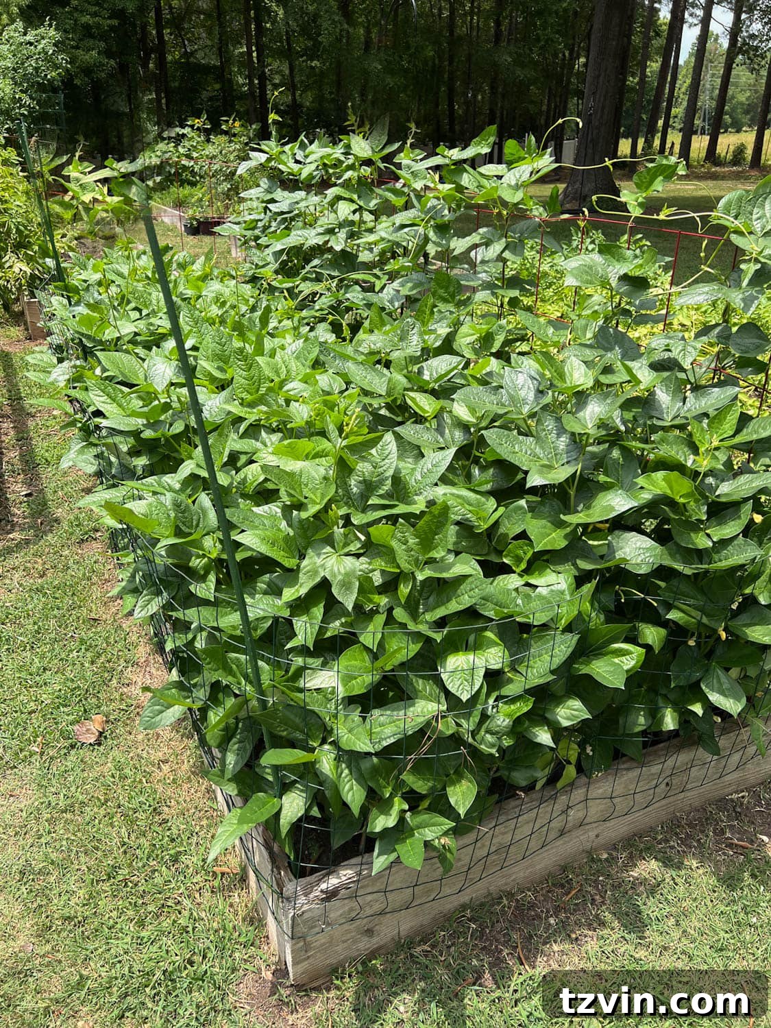 Raised Bed Revolution: Achieving Abundant Vegetable Harvests 6 a high yield raised bed vegetable garden in a backyard with large plants