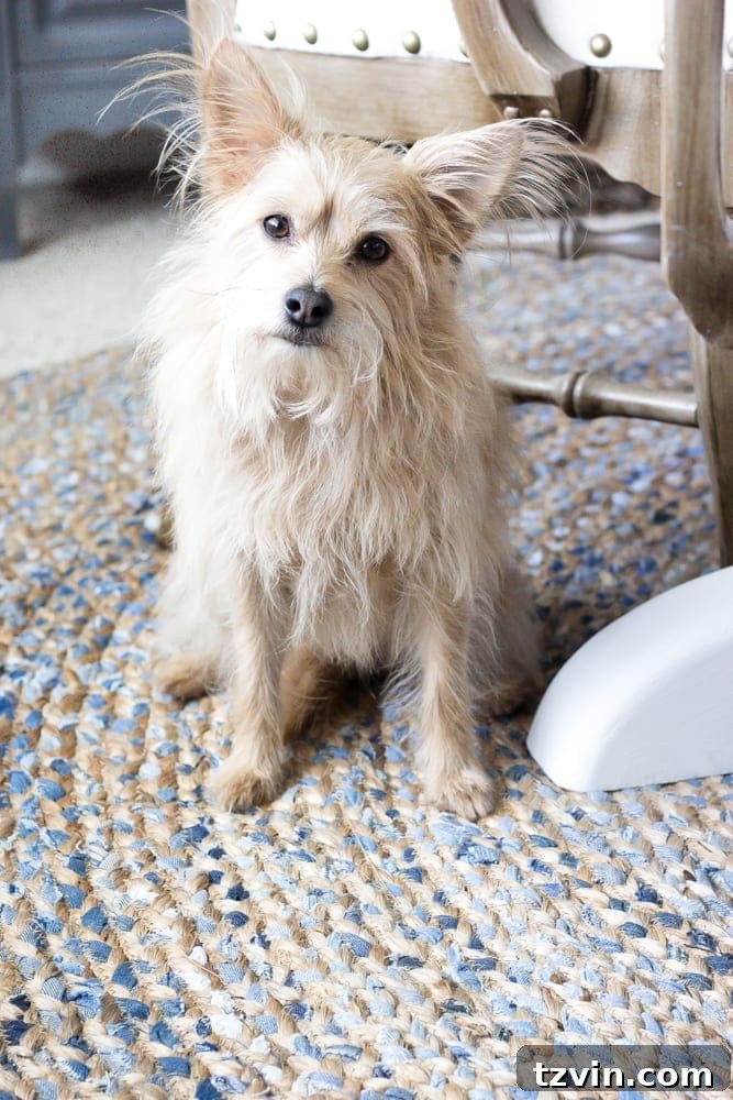 Decoding Jute Rugs Your Buying Handbook 10 What to Know Before Buying Jute Rugs | blesserhouse.com - A totally honest review with the pros and cons for what to know before buying jute rugs along with where to buy them on a budget.
