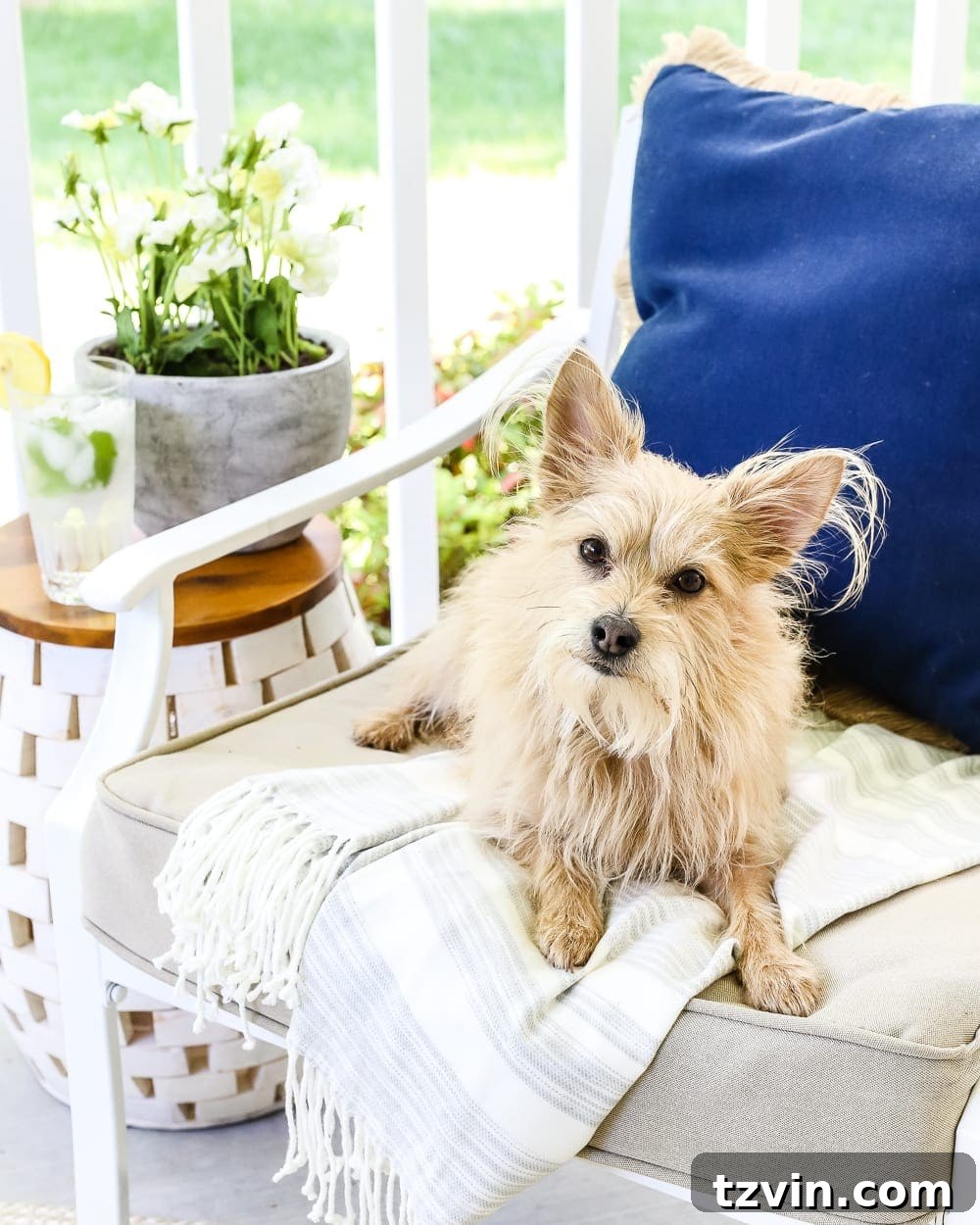 Unlock Your Outdoor Space's Full Potential 15 A dog sitting comfortably on a white rocking chair on a decorated outdoor porch, looking content.