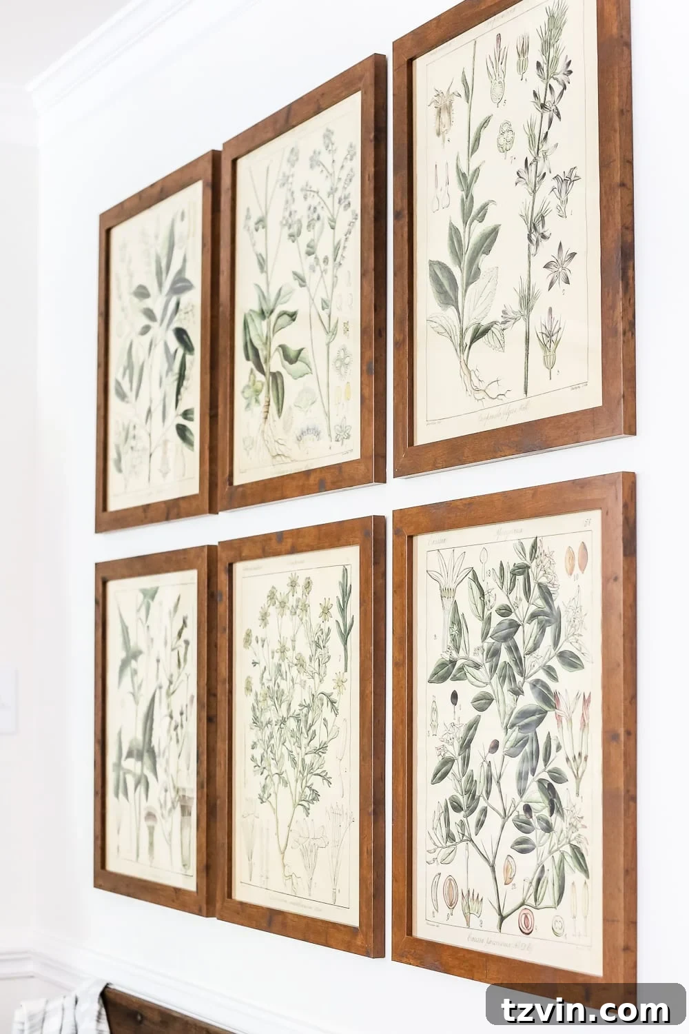 Elevate Your Walls with Printable Botany Art and a Clever Hanging Hack 4 DIY Botanical Gallery Wall: Affordable printable art and a genius wall hanging tip.