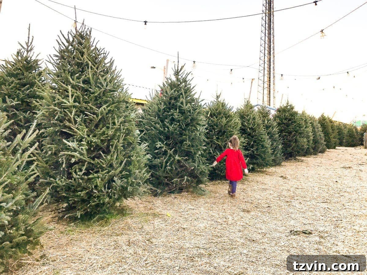 little girl at a tree farm 