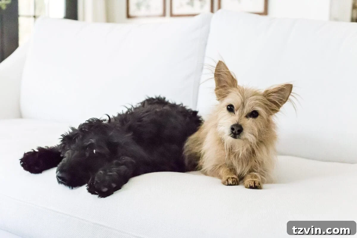 IKEA Farlov Sofa Eight Months On A Long Term Update 3 A complete review the IKEA Farlov sofa- how it holds up after 8 months with 2 dogs and a preschooler, the pros and cons of owning one, and tips to keep it looking bright white. #sofa #ikea #farlov #slipcover #furniture #livingroom