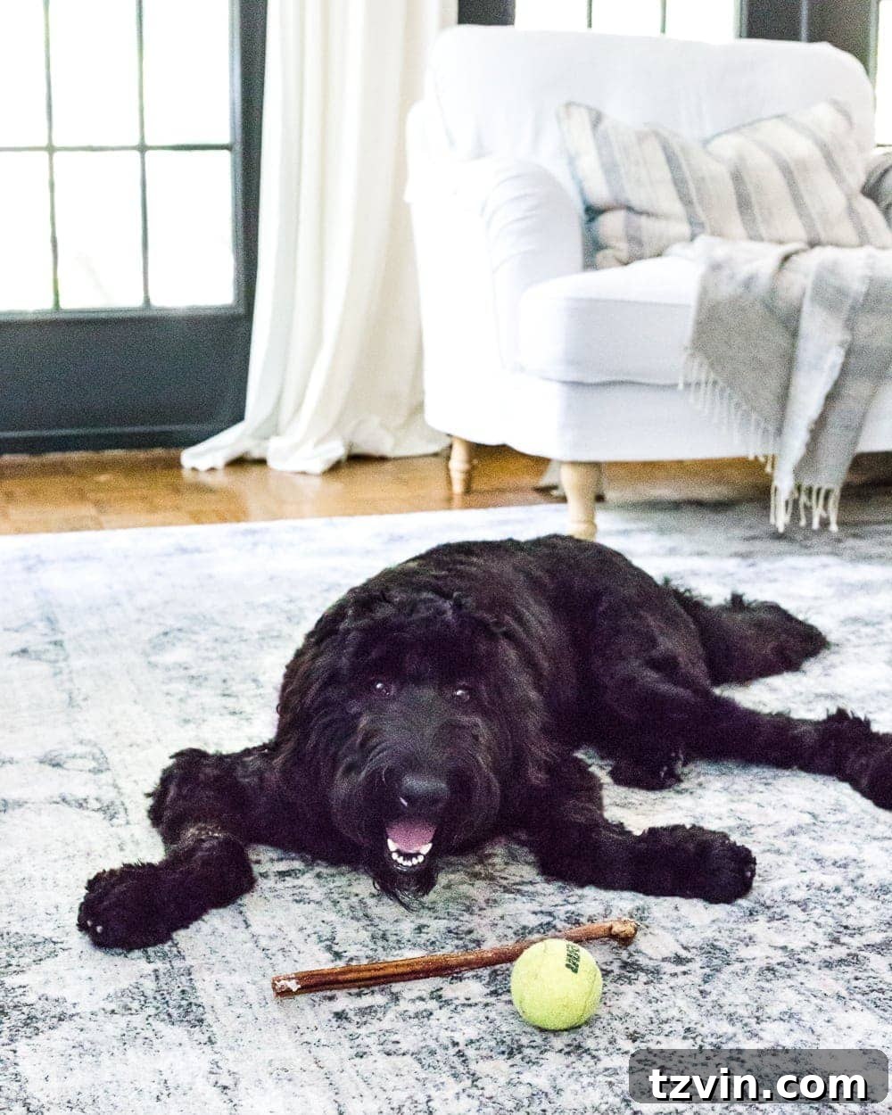 Your Simple Path to a Smarter Home 13 How to keep an eye on your pets while you're away via smart home