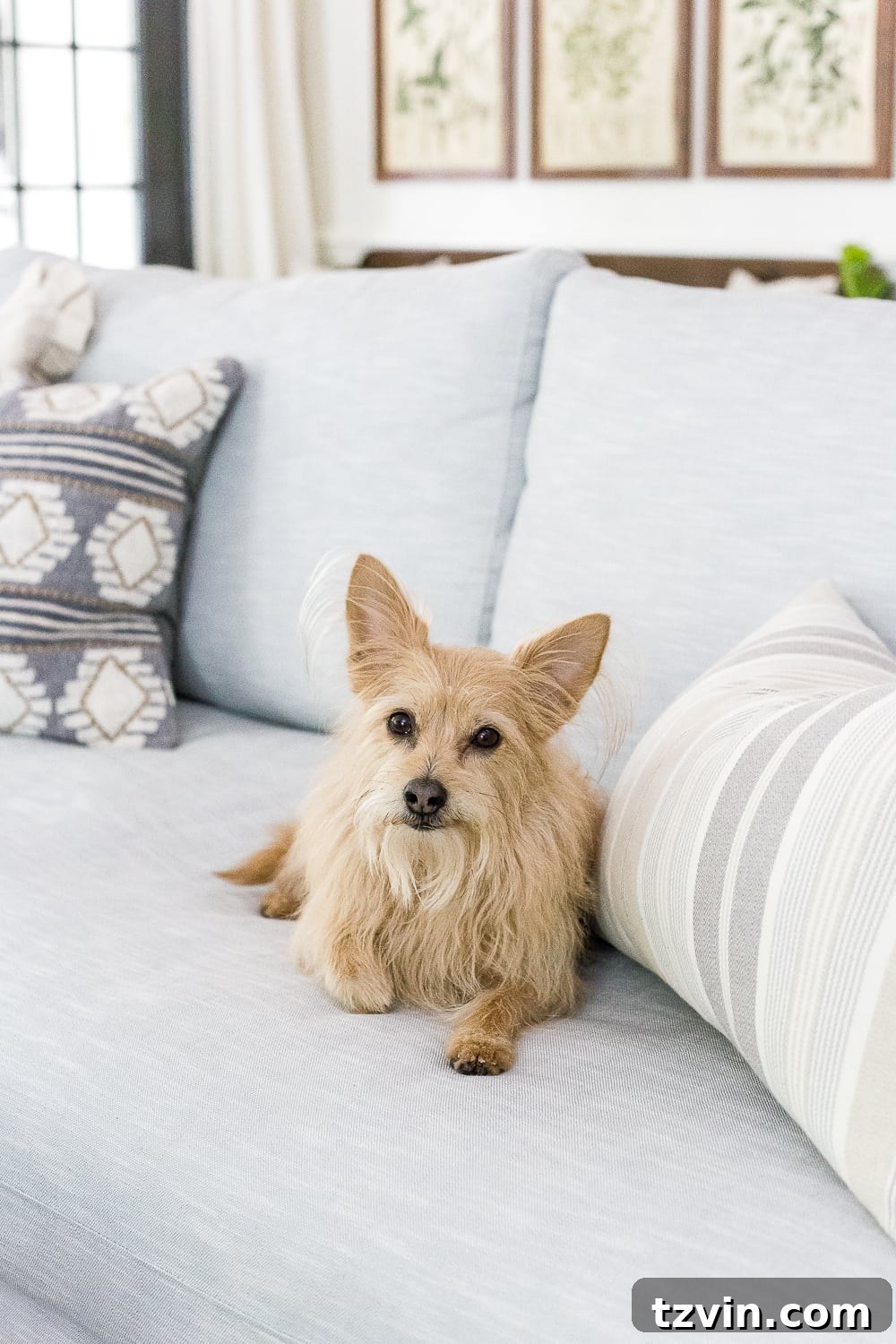 Your Simple Path to a Smarter Home 14 How to keep an eye on your pets while you're away via smart home