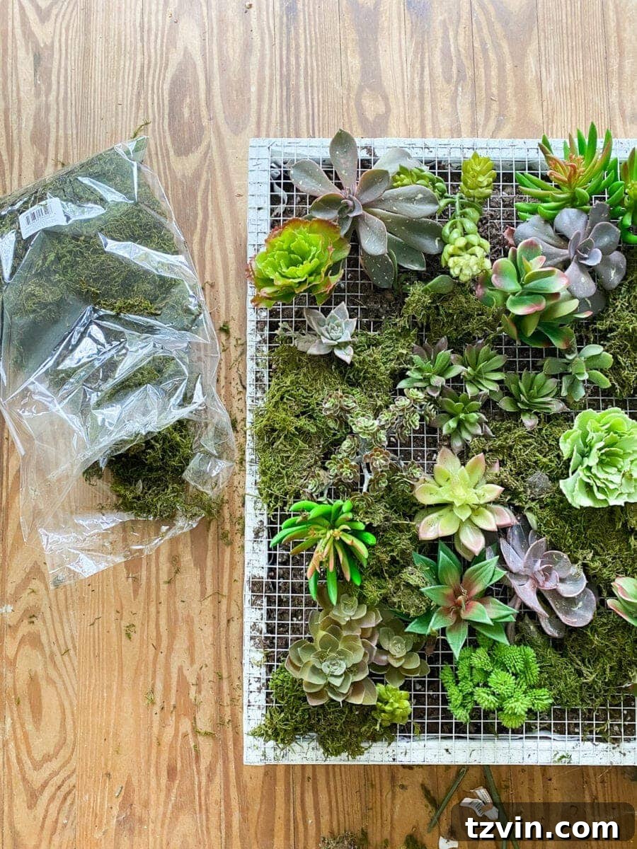 Planting succulents into the hardware cloth of the vertical planter
