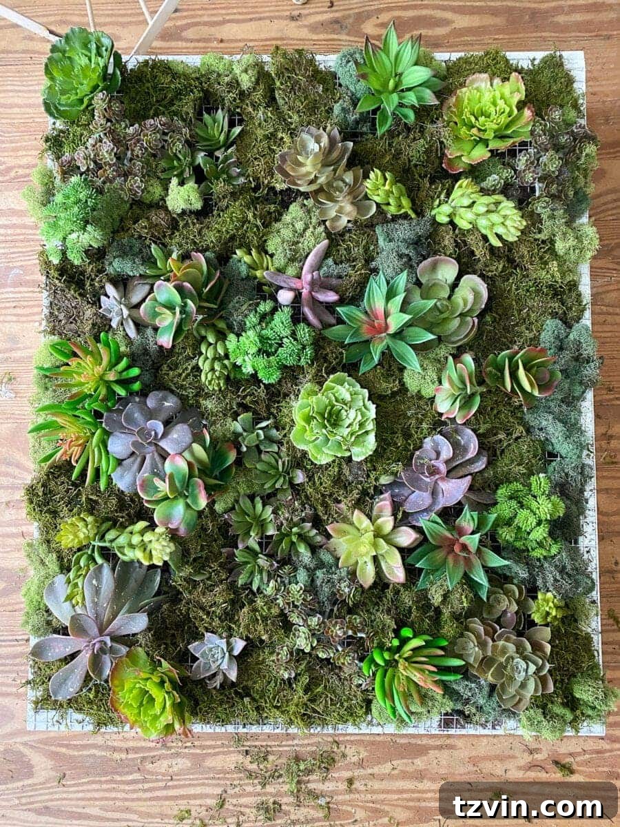 Filling in gaps with moss around succulents in the DIY wall planter