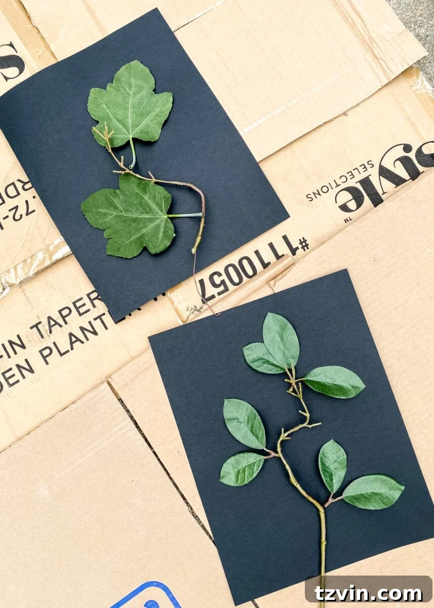 Nature's Palette: Leaf Shadow Art 5 DIY leaf art using leaves and spray paint