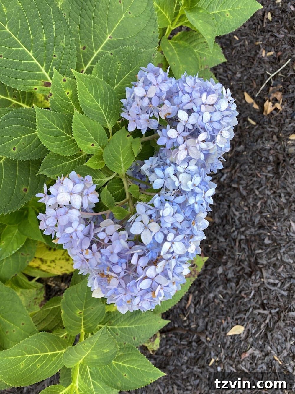 Bright, fresh summer hydrangea bloom, too soft for drying.