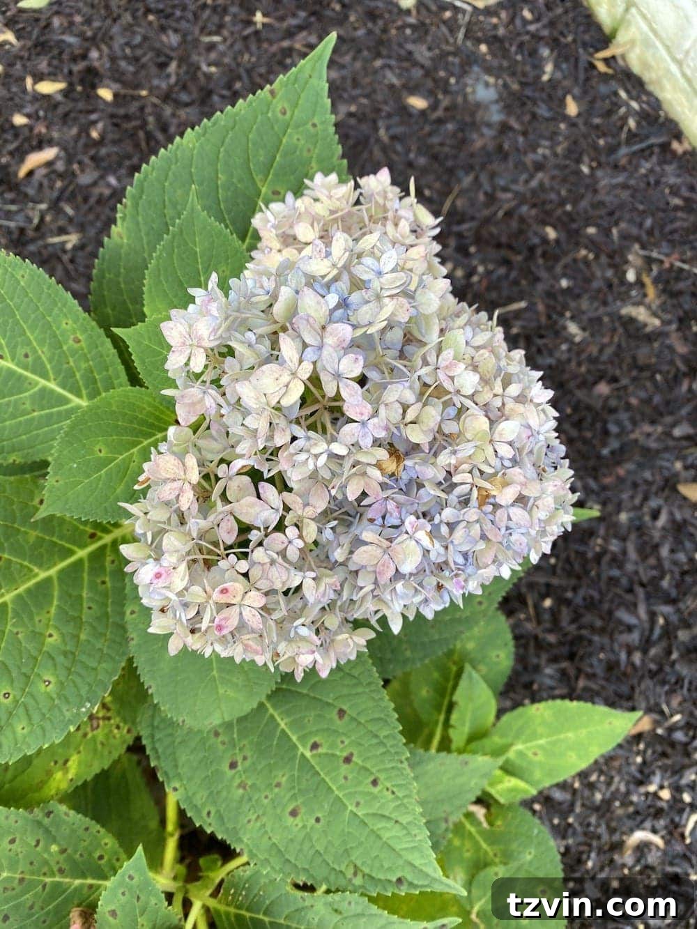 Muted, firm fall hydrangea bloom, ideal for drying and preserving.