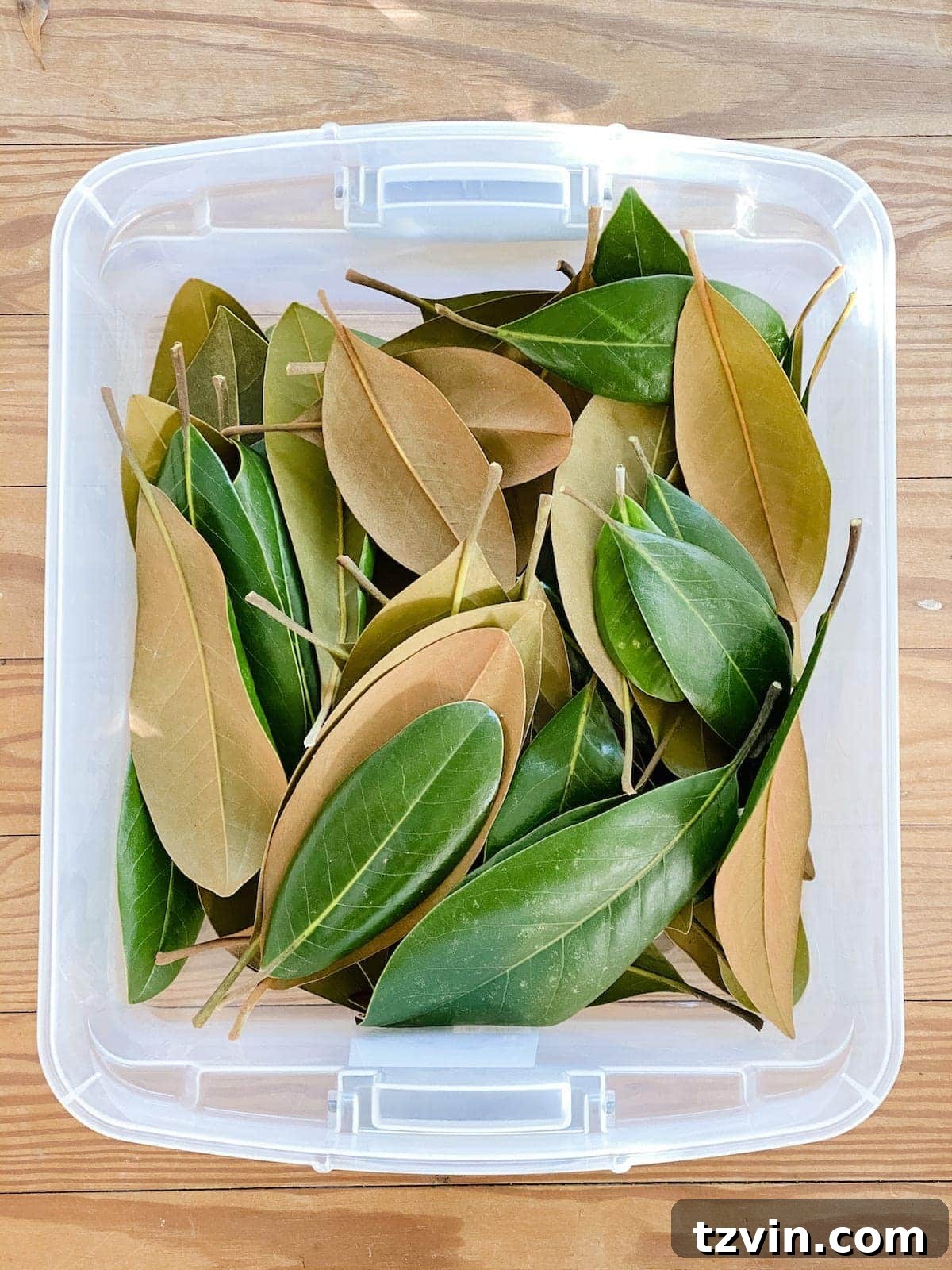 Harvesting Holiday Beauty: Drying Fruit and Preserving Leaves 3 Detailed guide on how to preserve magnolia leaves for festive holiday arrangements