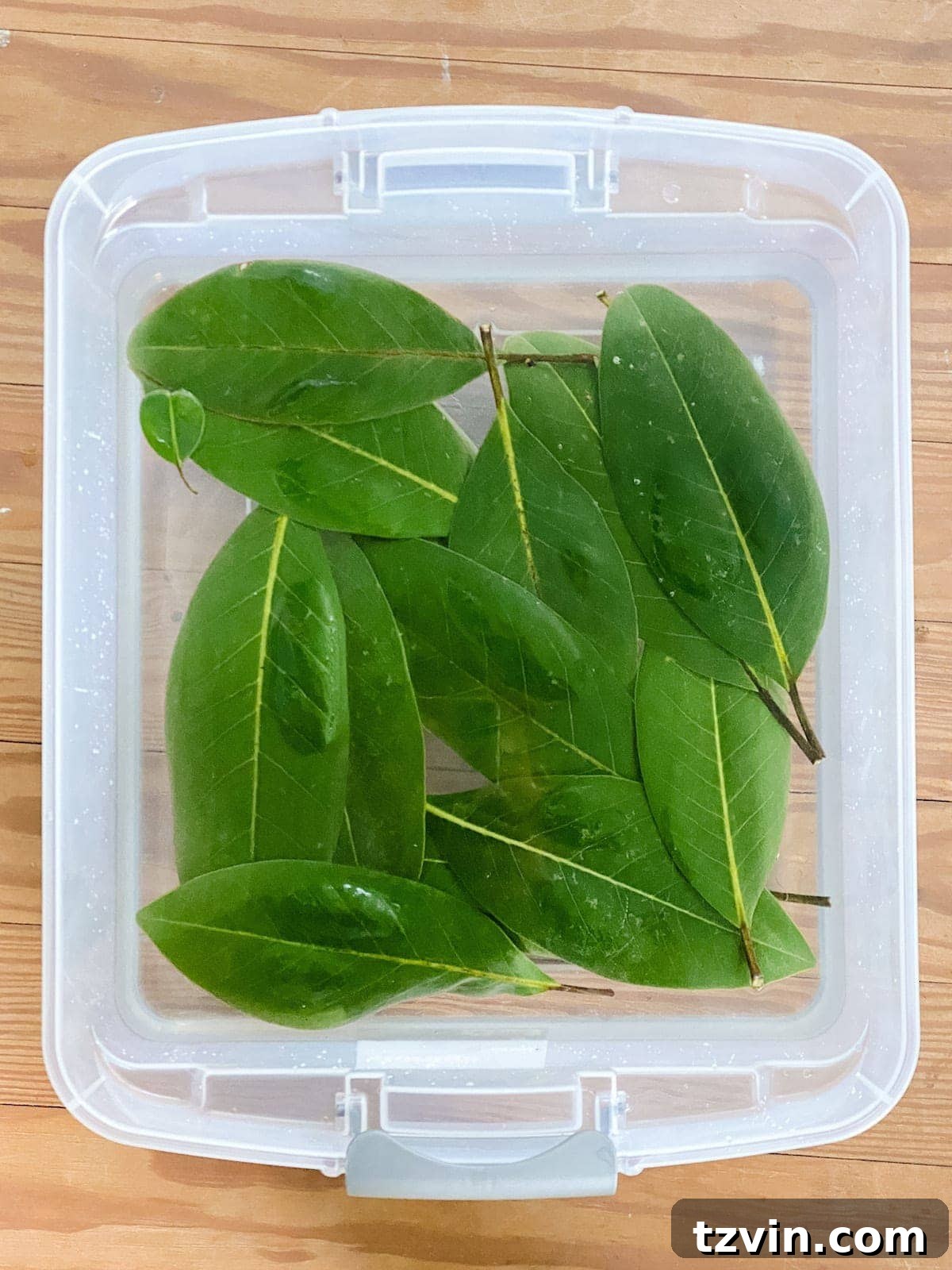 Harvesting Holiday Beauty: Drying Fruit and Preserving Leaves 5 Preserving Magnolia leaves in glycerin for long-lasting Christmas garlands and wreaths