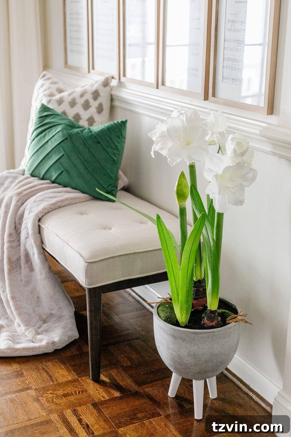amaryllis planter