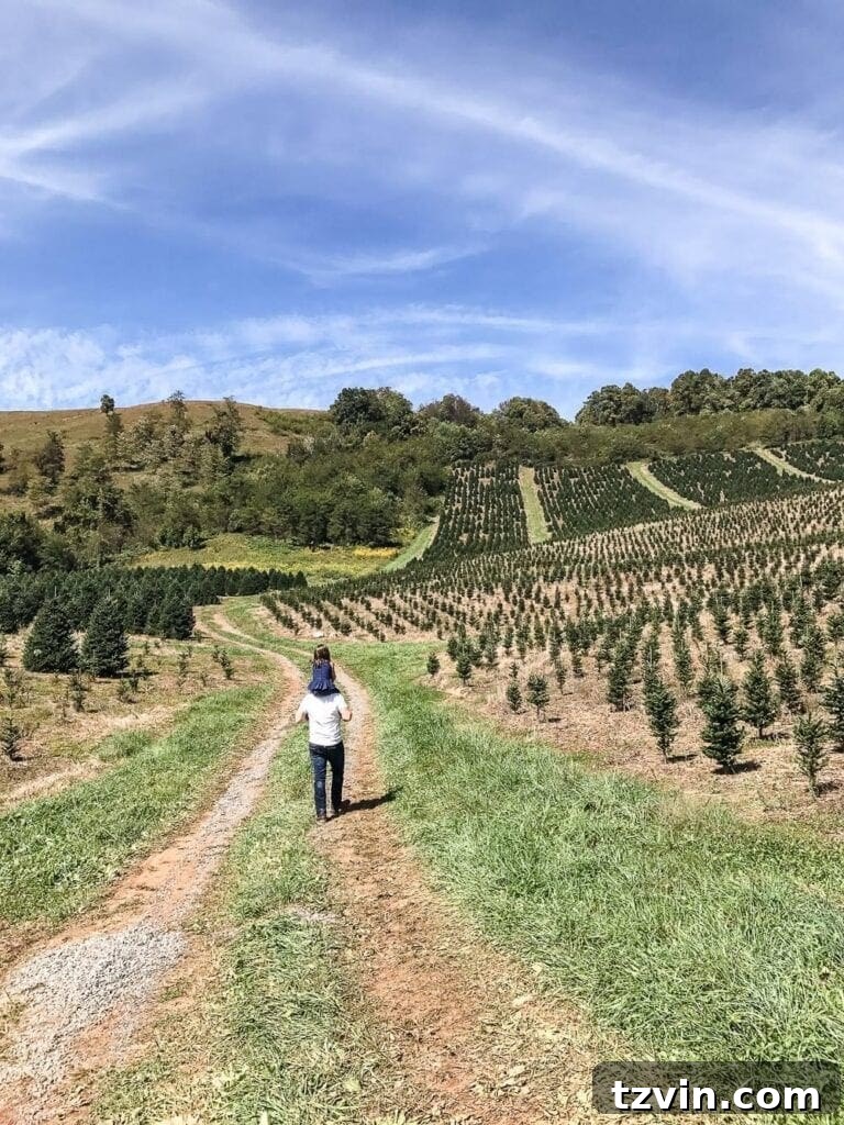 A family selecting a Christmas tree at Frosty's Choose & Cut Tree Farm in Jefferson, NC.