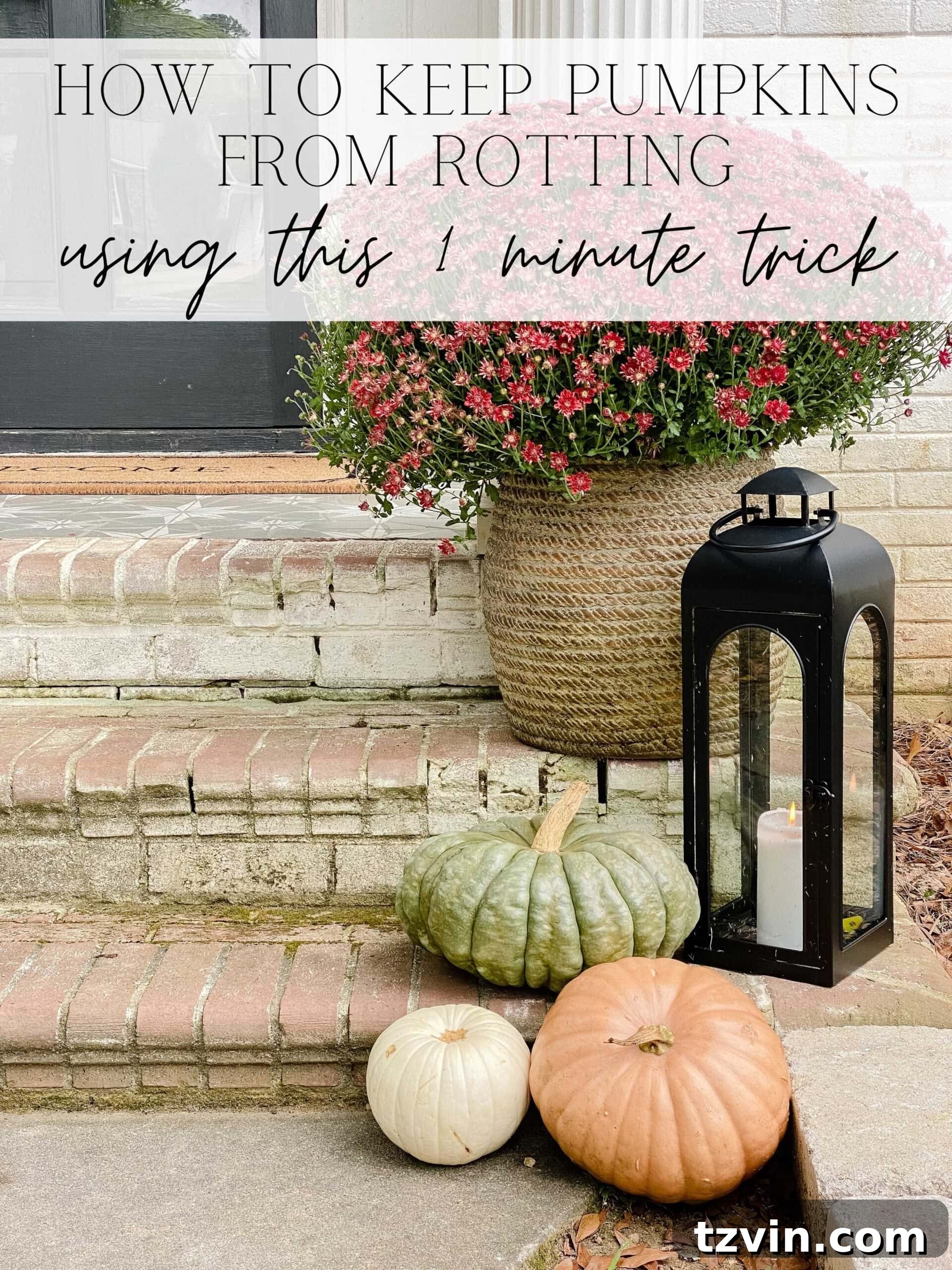 Stop Pumpkins from Rotting The 60 Second Solution 2 how to keep pumpkins from rotting using this 1 minute trick