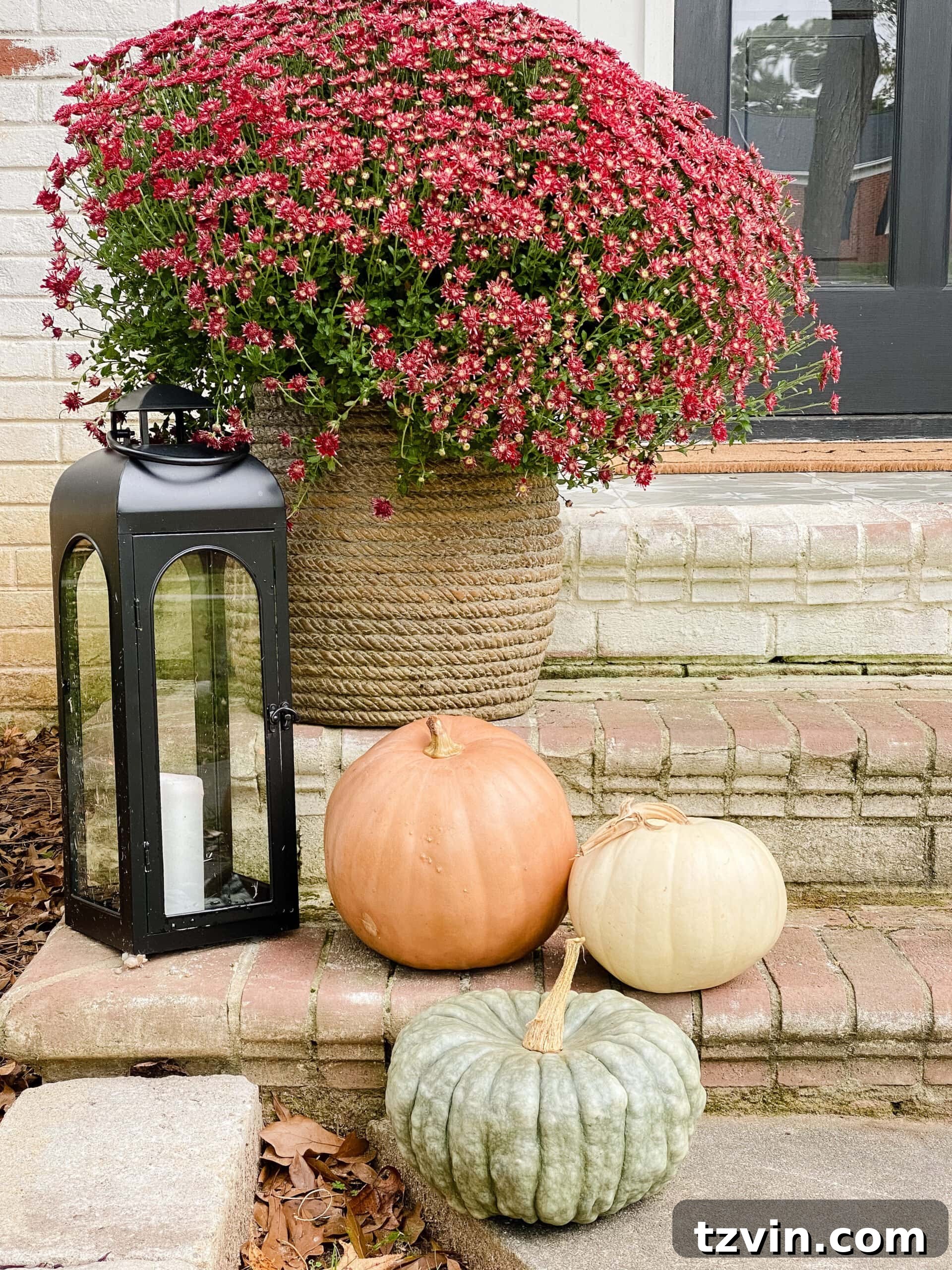 Stop Pumpkins from Rotting The 60 Second Solution 4 heirloom pumpkins, lantern, and burgundy mums