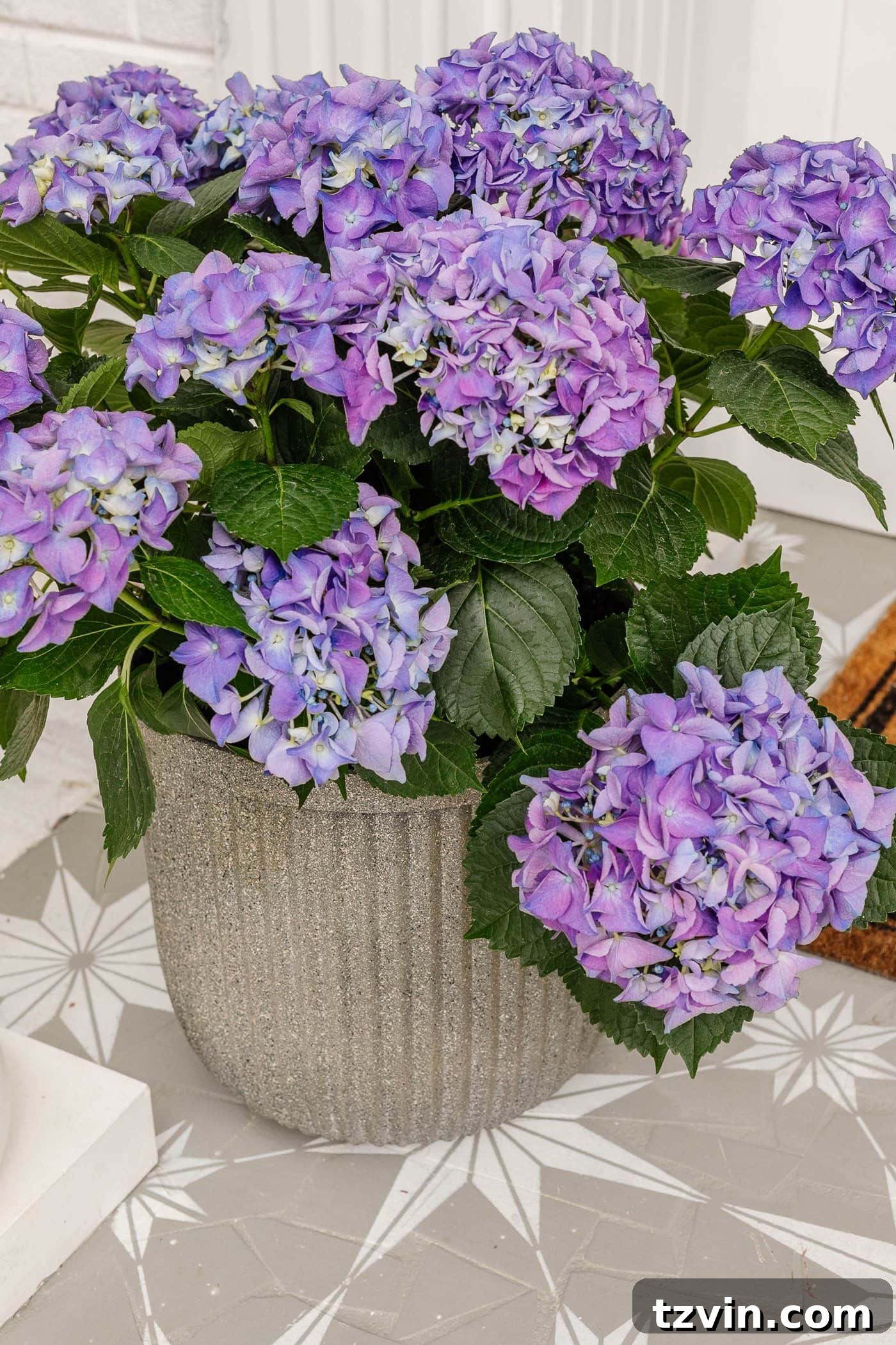 Transform Your Small Porch on a Dime 9 purple hydrangeas in a fluted concrete planter on a painted stenciled porch floor