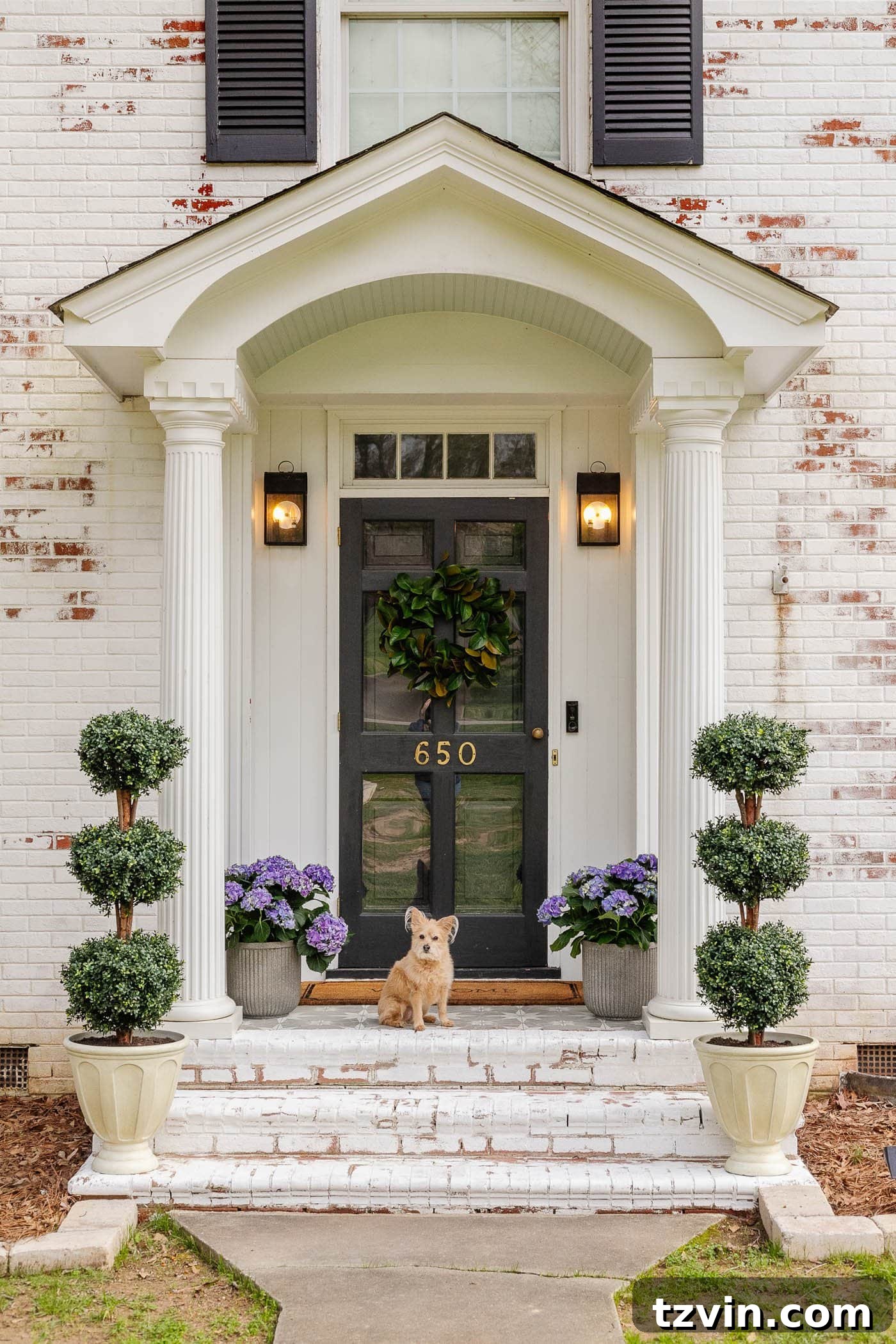 Transform Your Small Porch on a Dime 12 limewashed brick colonial house with boxwood topiaries in urn planters and fluted concrete planters with purple hydrangeas on a small front porch with a dog