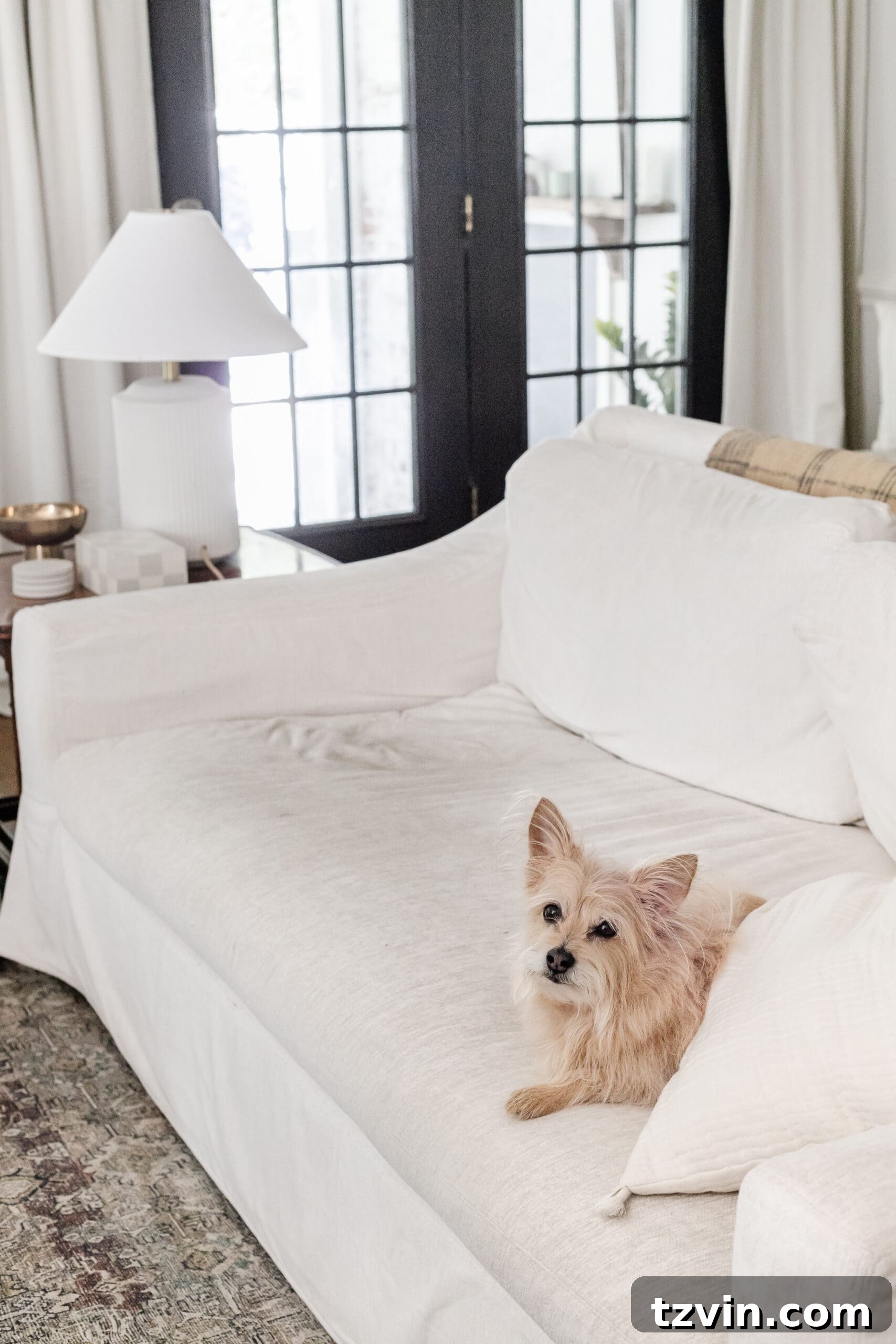 Close-up of a dirty couch slipcover with a dog resting on it, illustrating the need for a thorough cleaning.