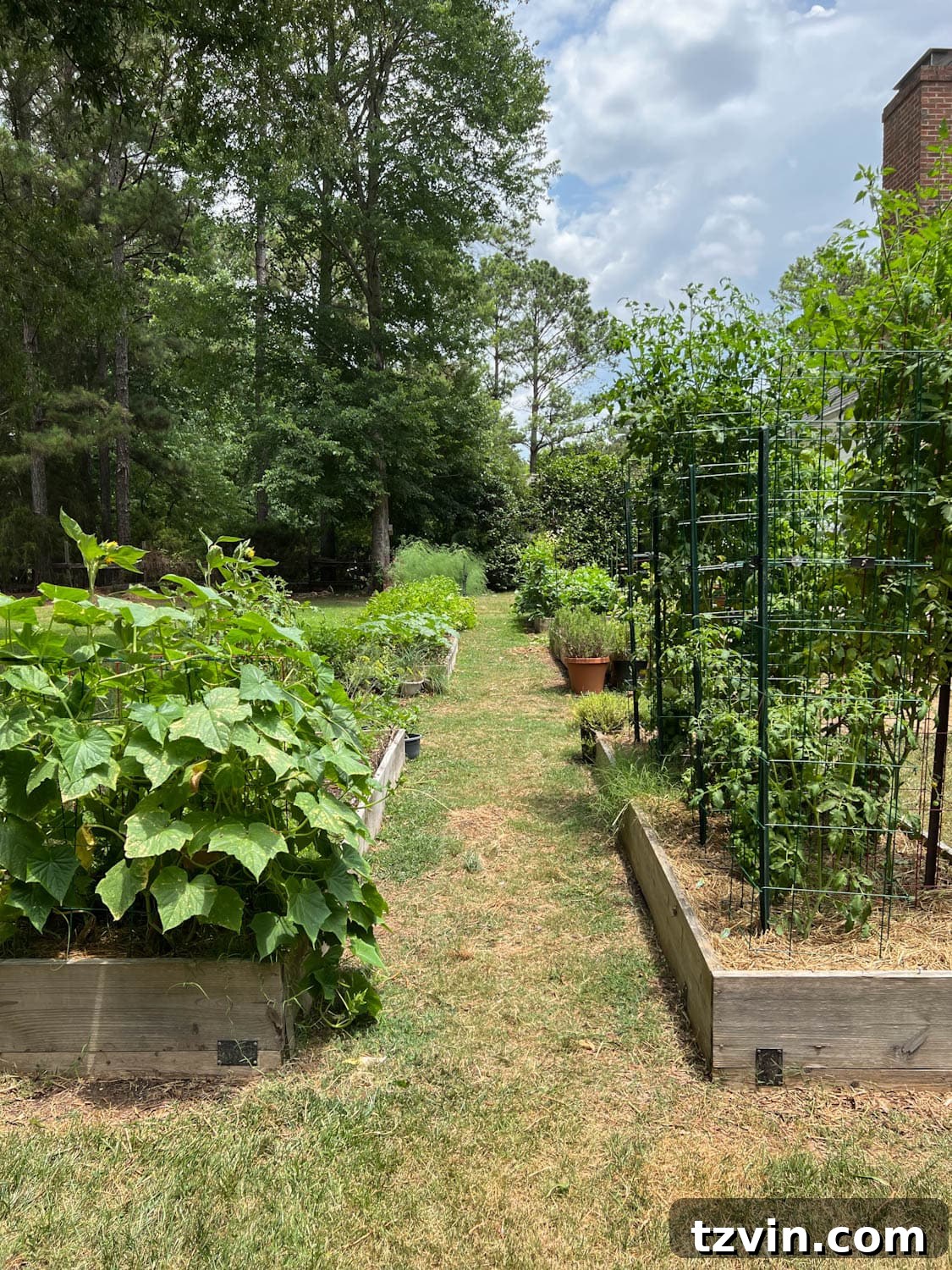 raised bed gardens in a backyard