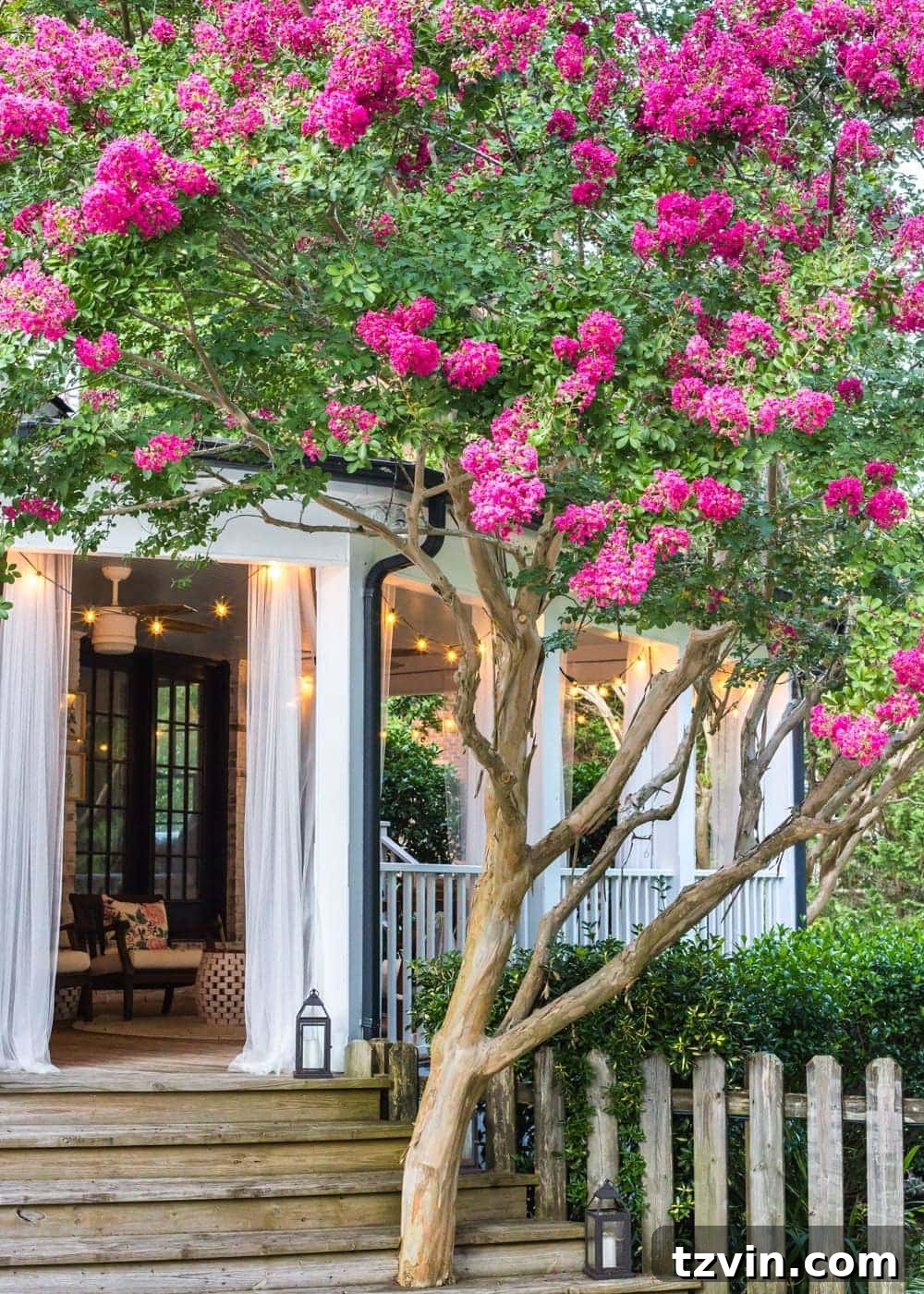crape myrtle tree growing beside a back porch