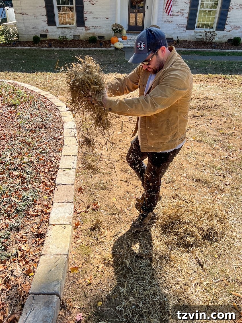 From Patchy to Pristine: Our Year-Long Lawn Makeover 10 A close-up shot of hay being scattered over new grass seed in bare spots of a lawn, demonstrating a technique to aid grass growth.