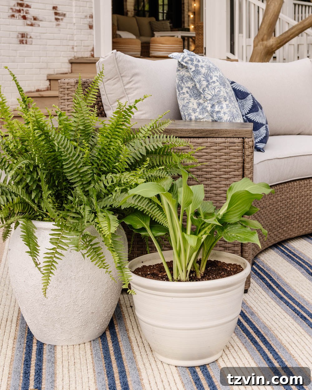 Savvy Buys for Your Outdoor Sanctuary 5 Elegant white planters filled with lush ferns and hostas, adding natural beauty to the patio.